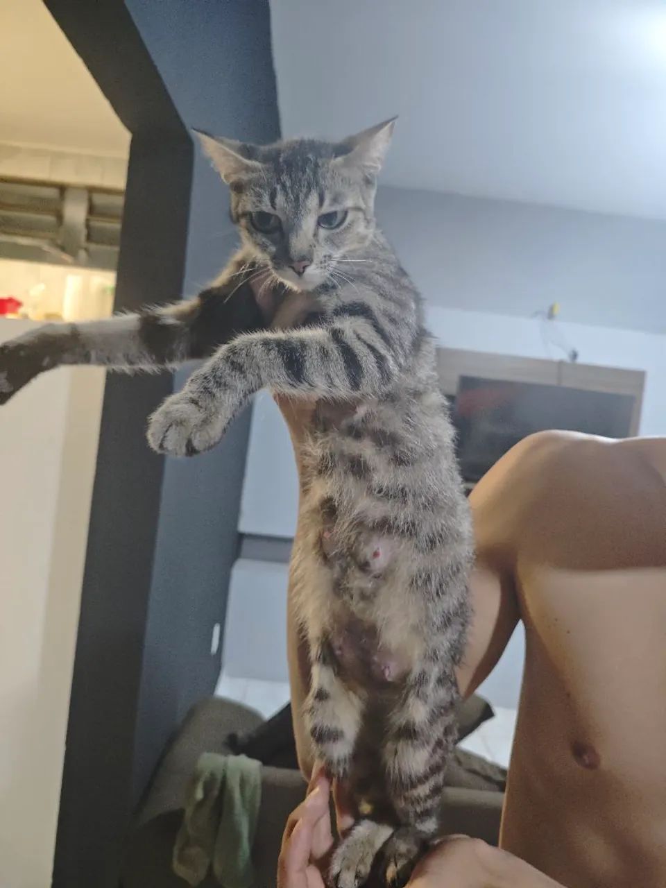 Gata para adoção responsável - Foto 4