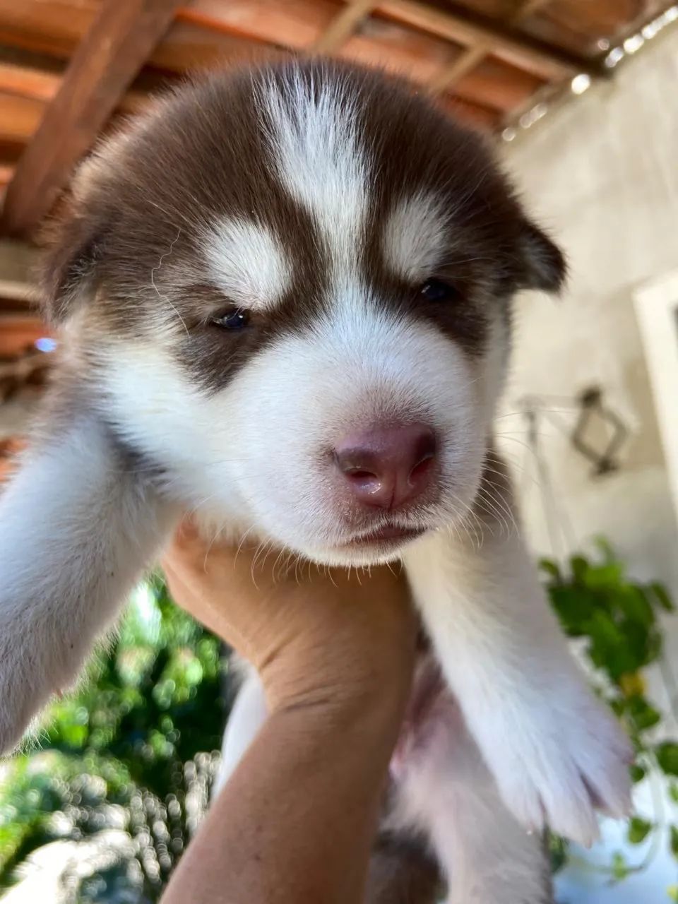 HUSKY SIBERIANO  - Foto 3