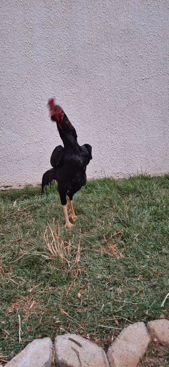 Frango  - Foto 3