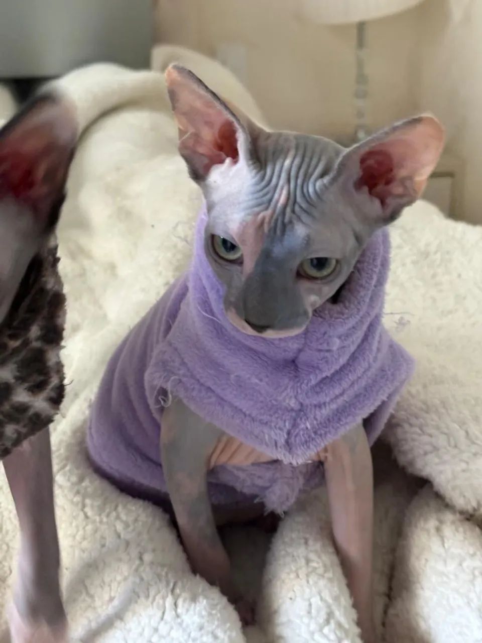 Última unidade! Lindos filhotes de gatinhos sphynx - disponíveis para entrega! - Foto 2