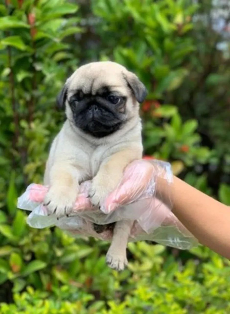 Vendo Filhotes Pug  - Foto 4