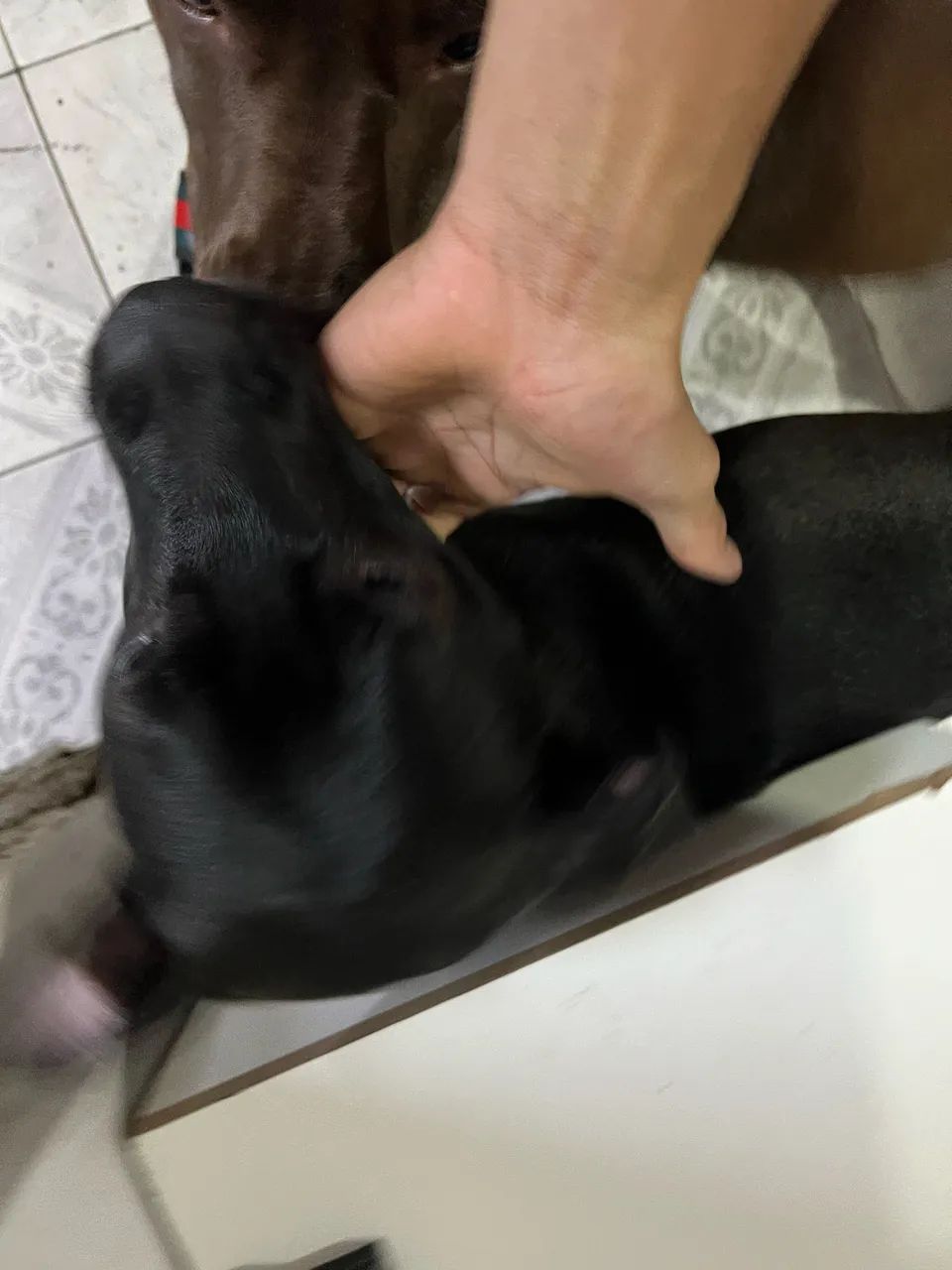 Cachorro dócil  - Foto 2