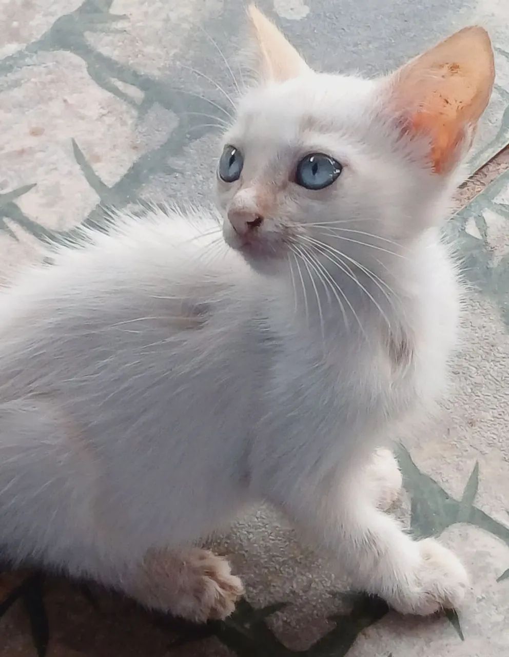 Doação de gatos faço entrega  - Foto 4