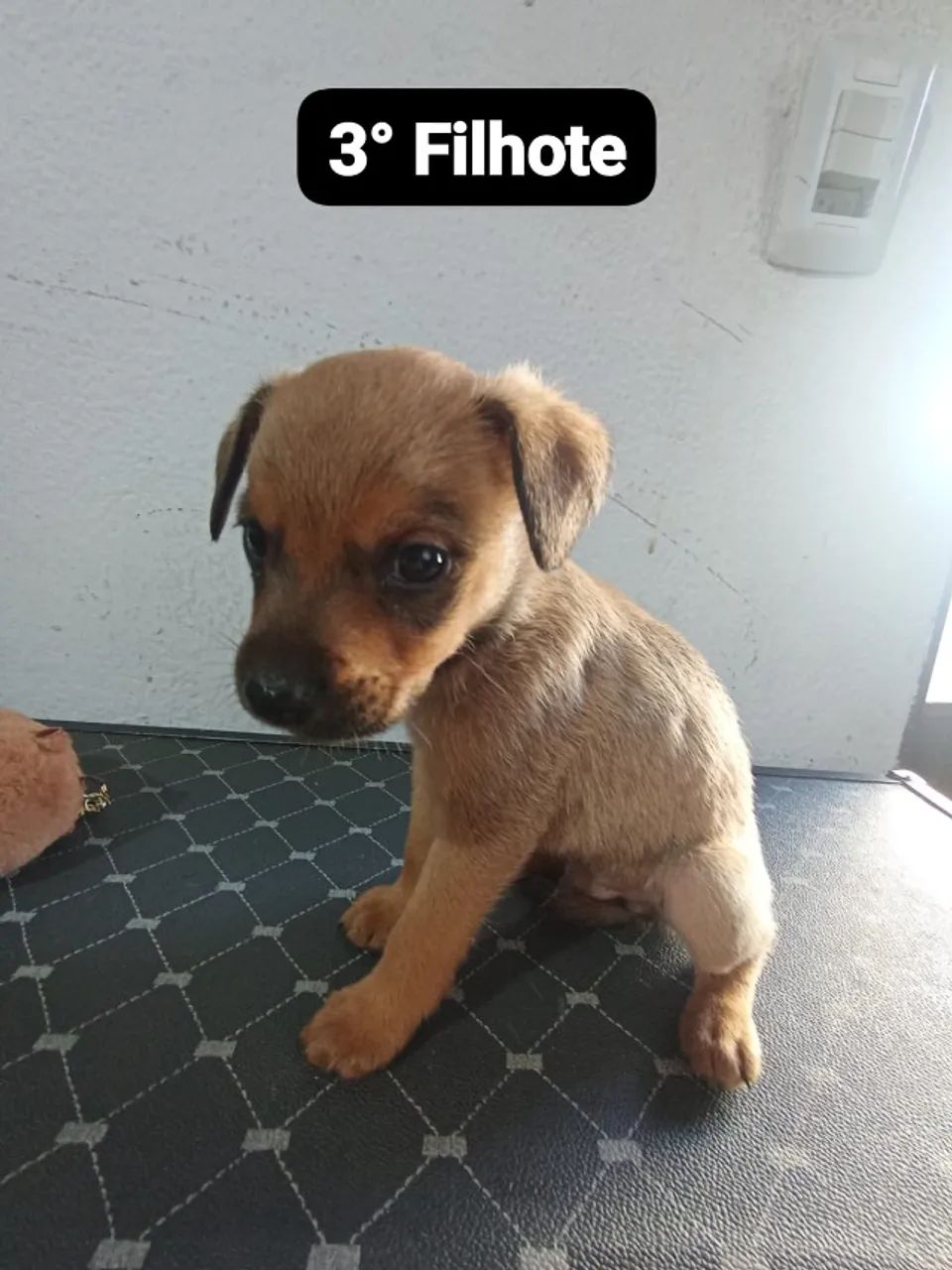 pets doação - porte medio tenho 4M apenas - Foto 4