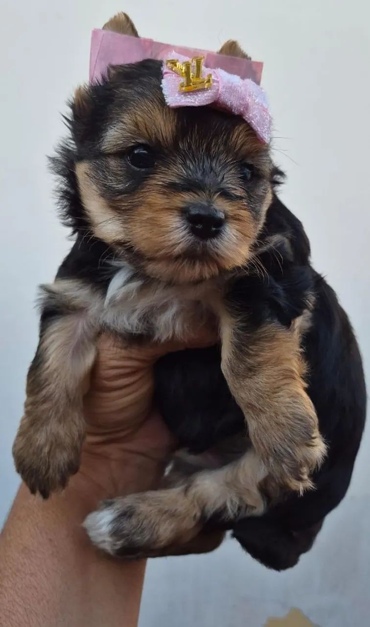 Yorkshire terrier  - Foto 5