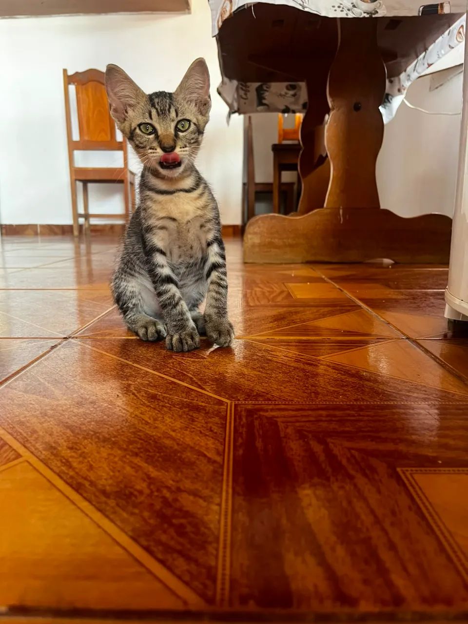 Gatinhos