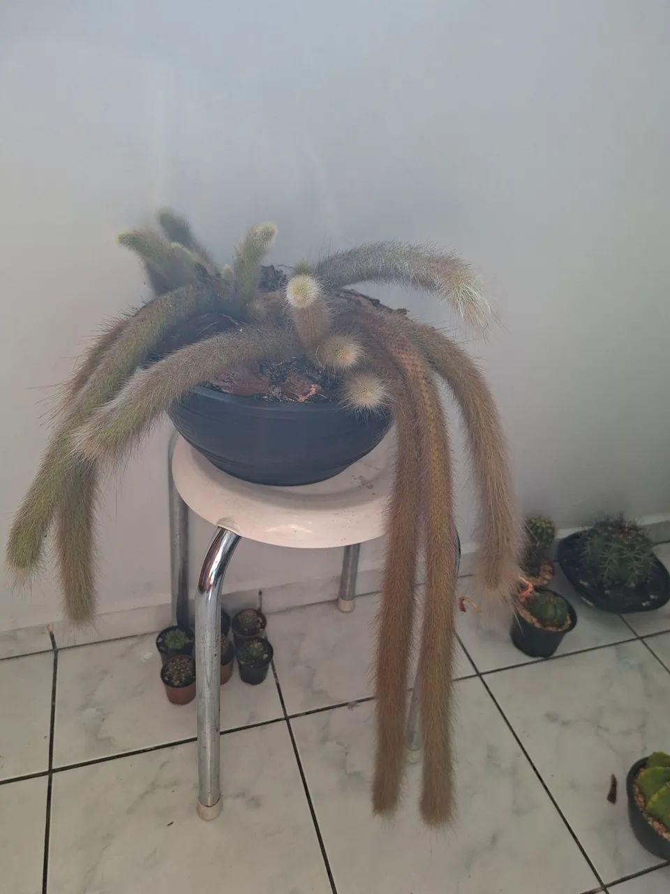 Cactos rabo de macaco - Foto 2