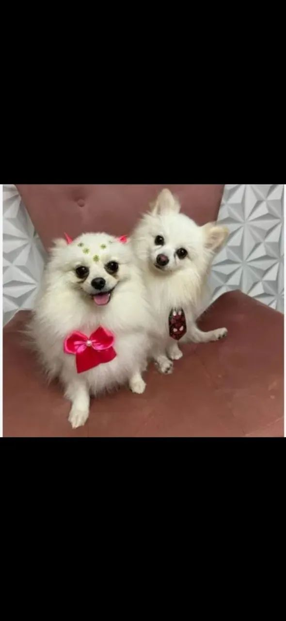 Cachorro spitz Alemão macho  - Foto 4