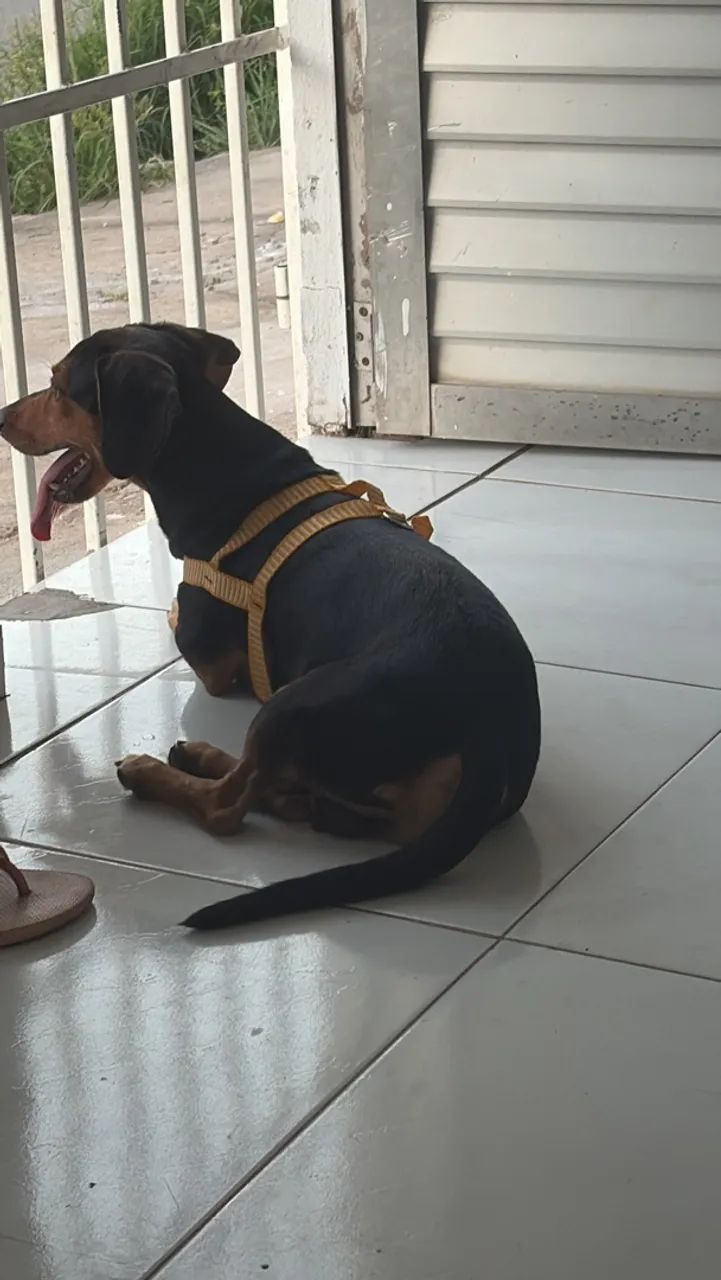 namorada para salsicha  - Foto 3