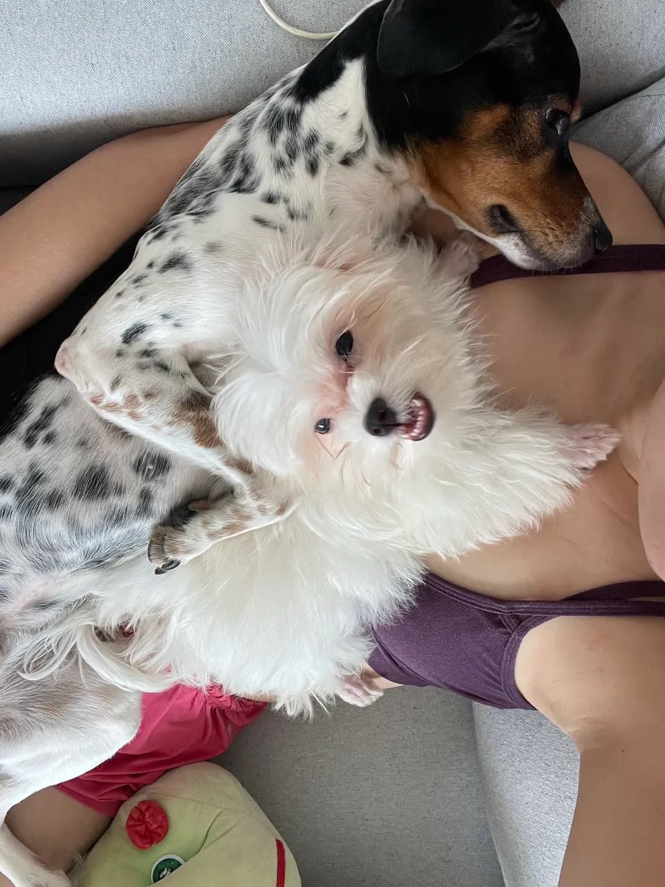 Doação de cachorros  - Foto 4