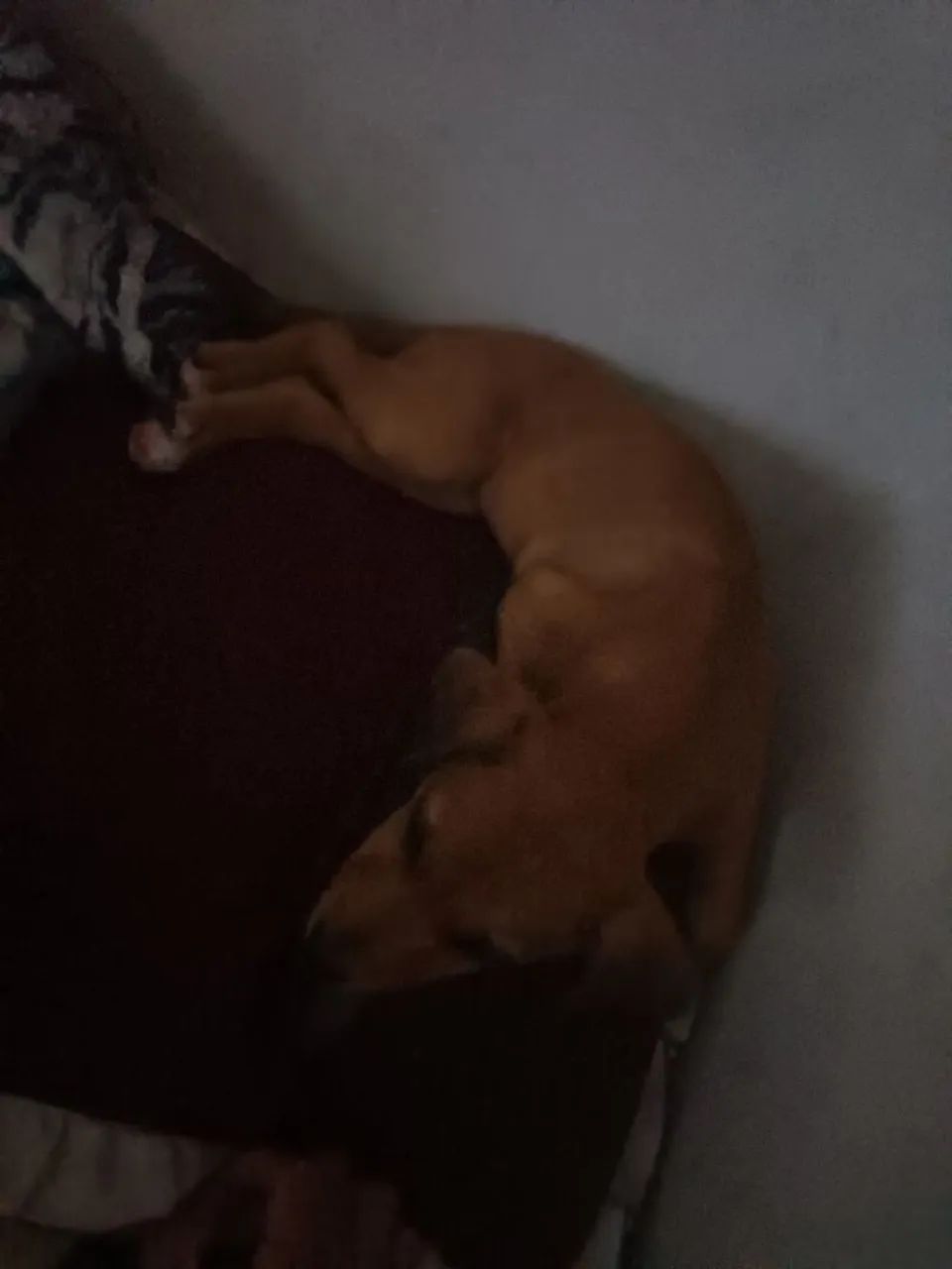 Doa-se cachorra filhote - Foto 3