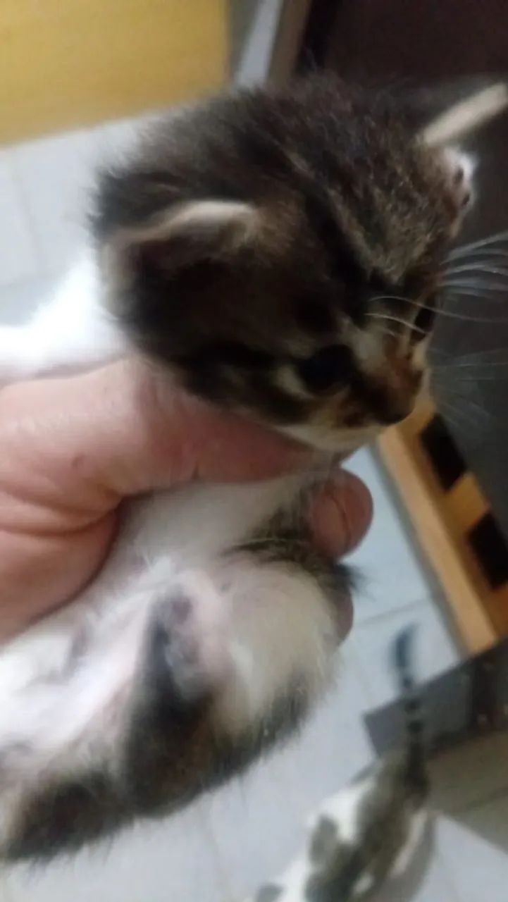 Gatinhos fofos para doação  - Foto 3