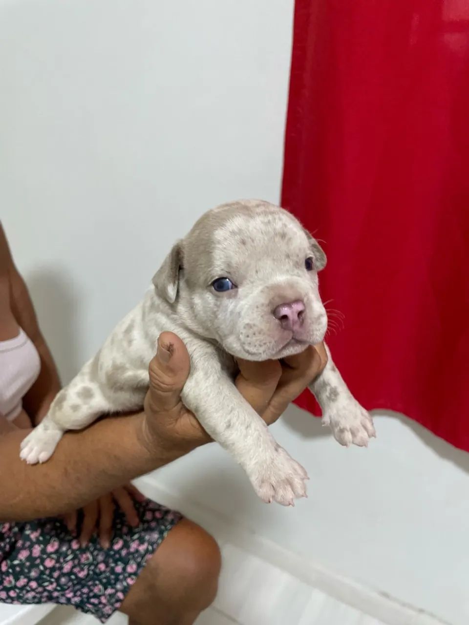 FILHOTES AMERICAN BULLY - Foto 3