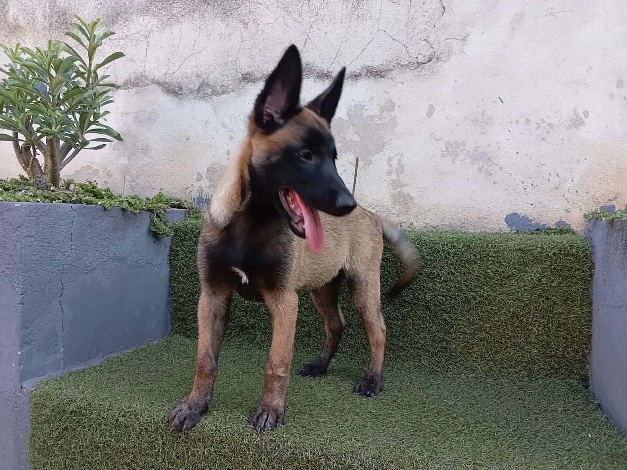 Pastor belga Macho  - Foto 2