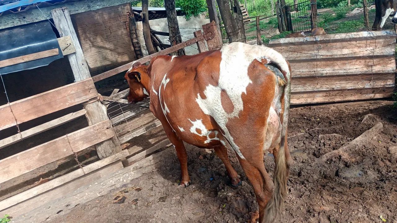 Vende se vacas de leite