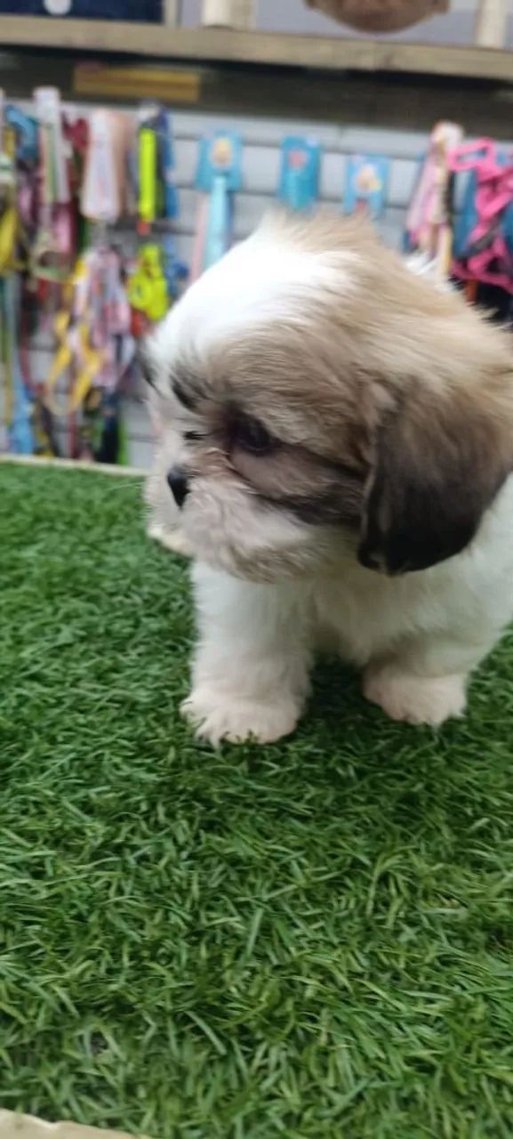 Shih Tzu  - Foto 5