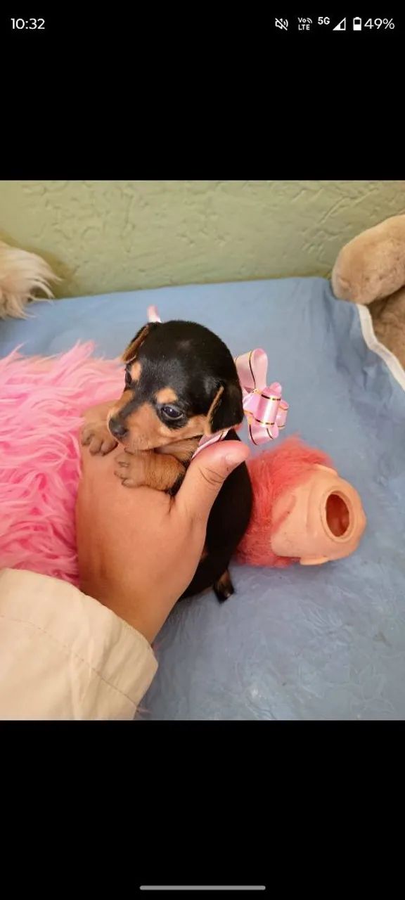Cachorro  - Foto 2