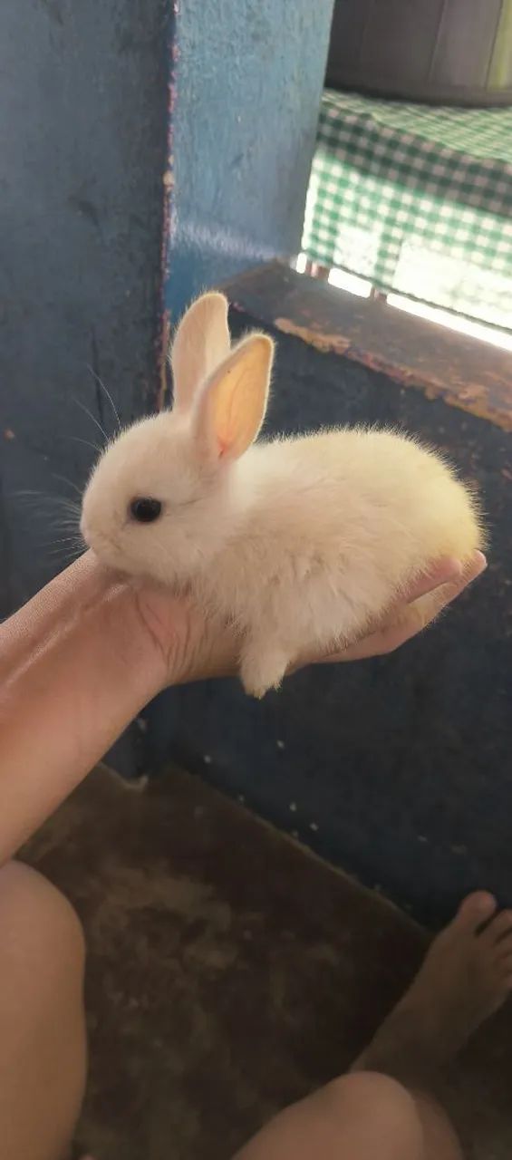 Coelhos a venda  - Foto 5