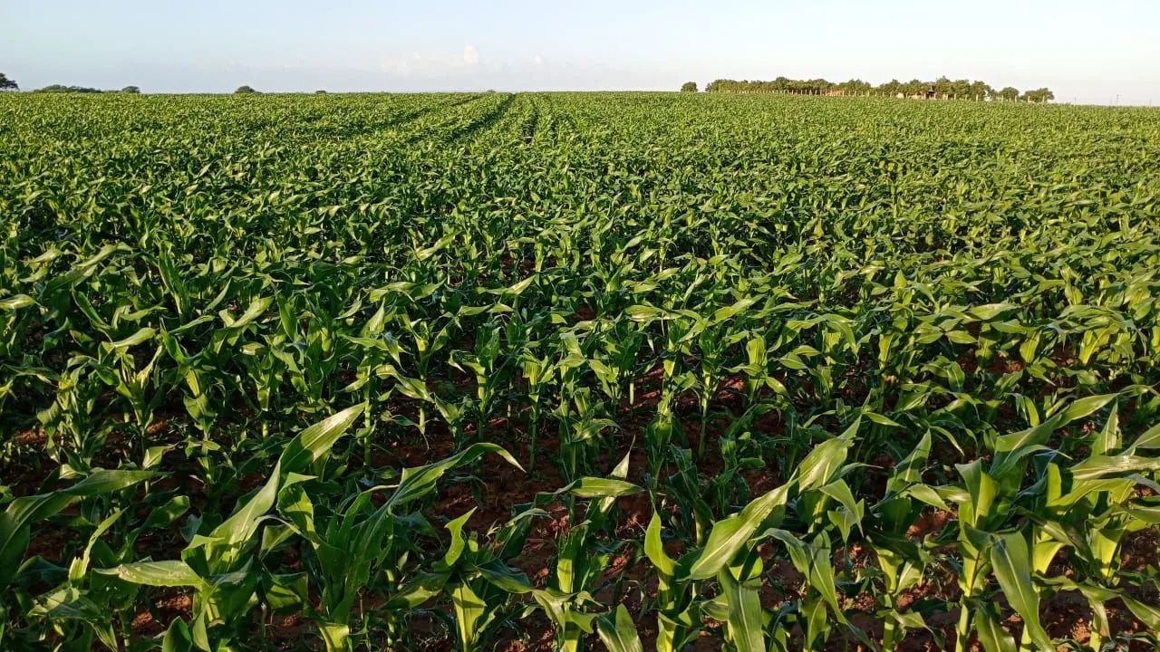 VENDO FAZENDA EM POÇO VERDE  - Foto 4