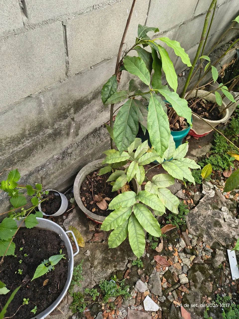 Plantas frutíferas  - Foto 5