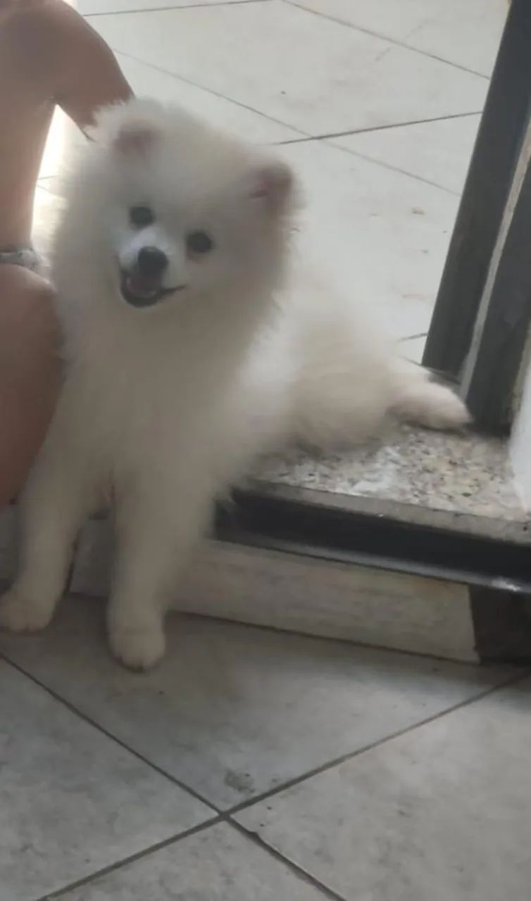 Spitz alemão  - Foto 2