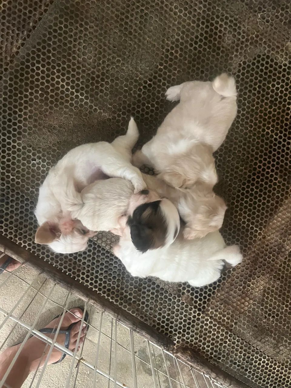 Cachorro  - Foto 2