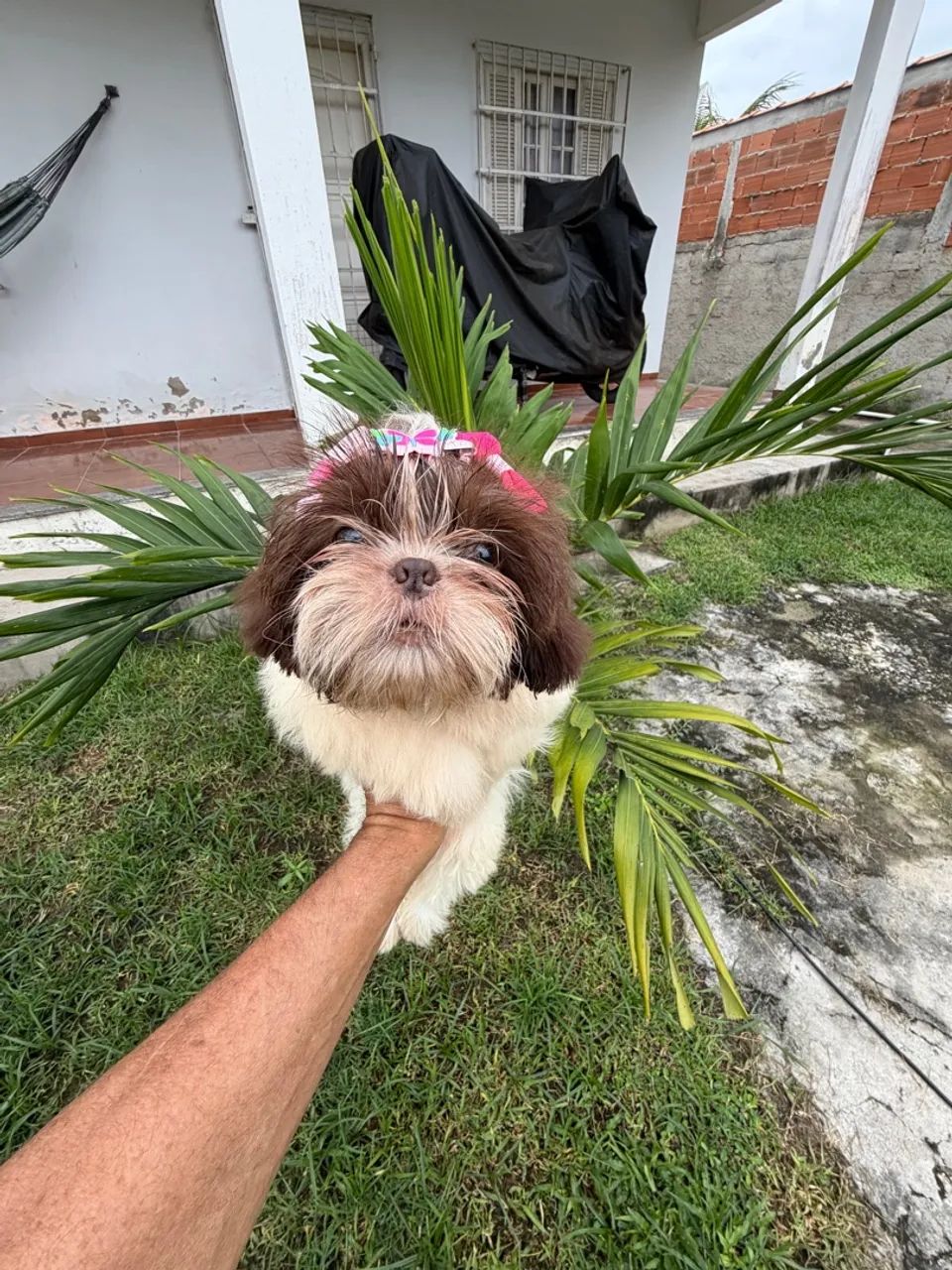 Shitzu  - Foto 4