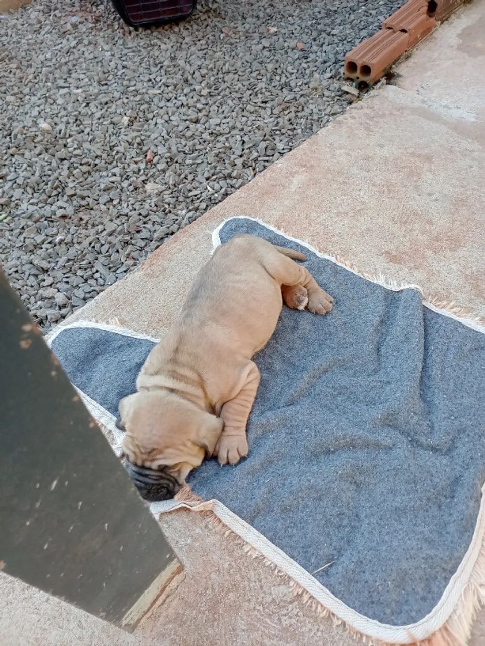 Fila brasileiro 