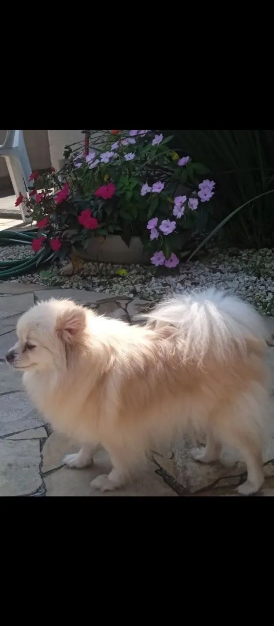 Lulu Pomerânia  - Foto 3