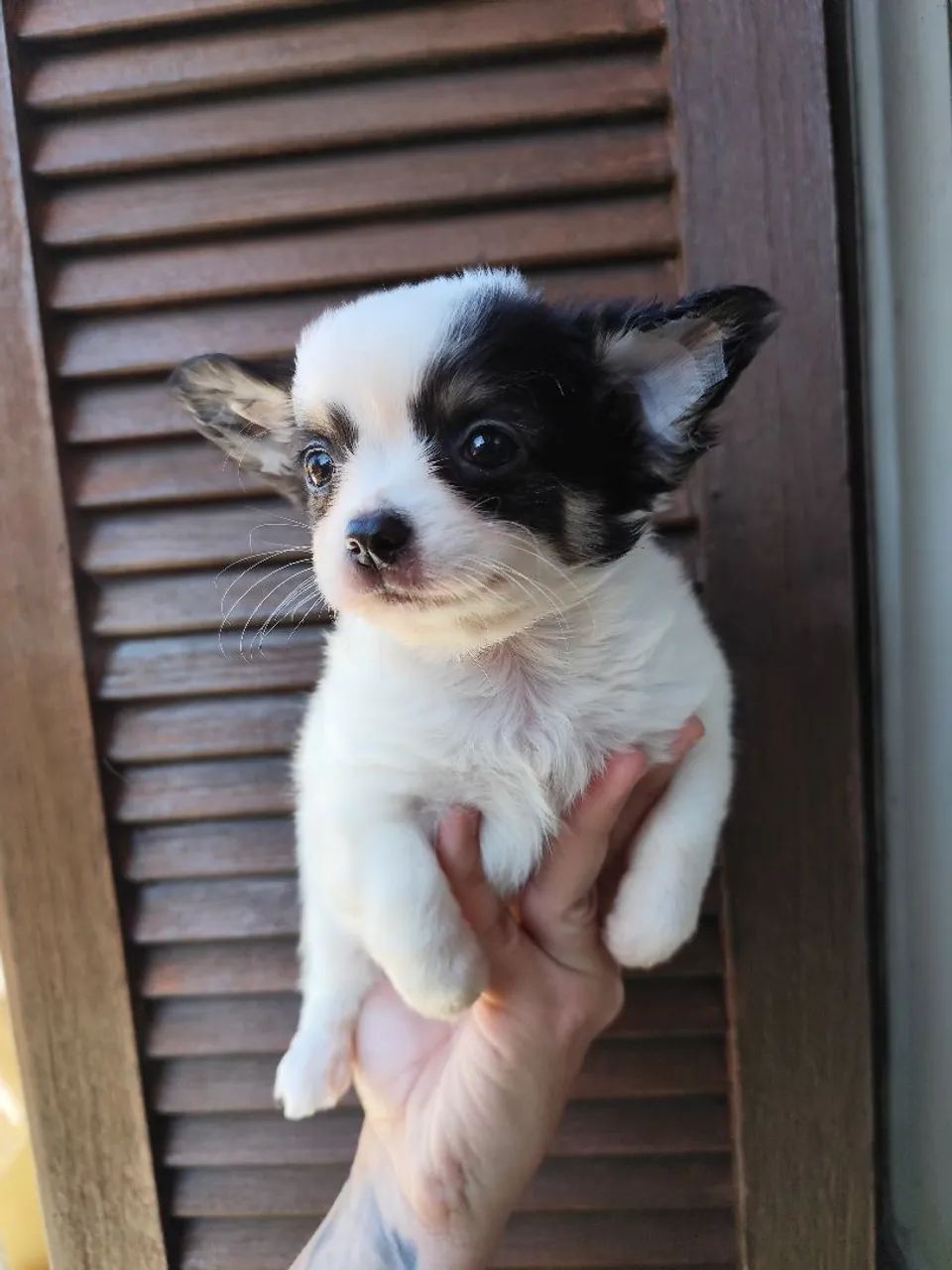 Chihuahua de pêlo longo  - Foto 2
