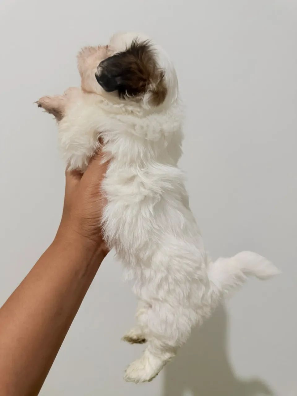 shih tzu - Foto 2