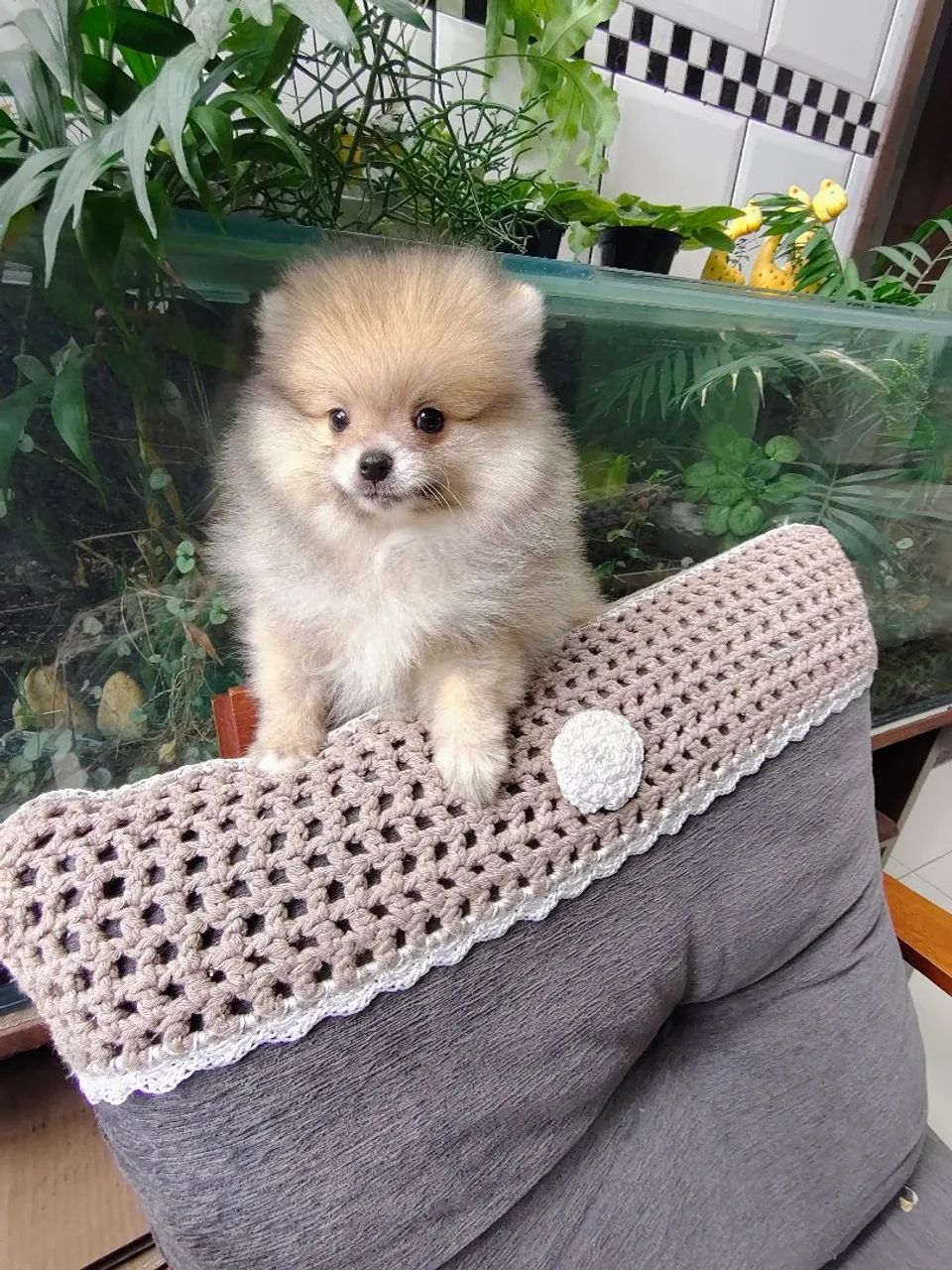 Macho Spitz 