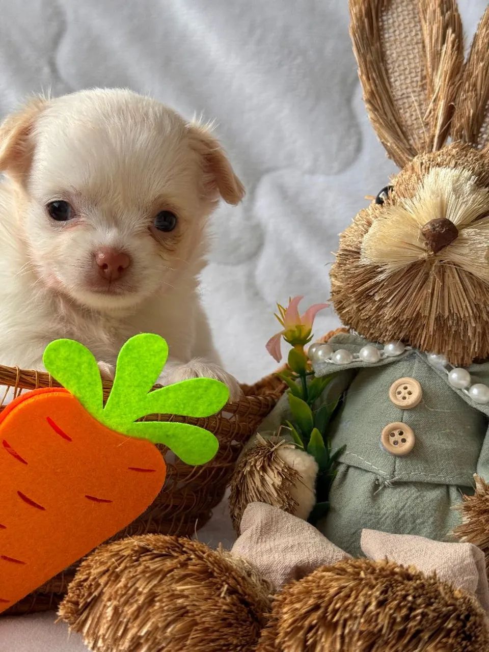 Machinhos de Chihuahua. Um encanto para sua Páscoa!