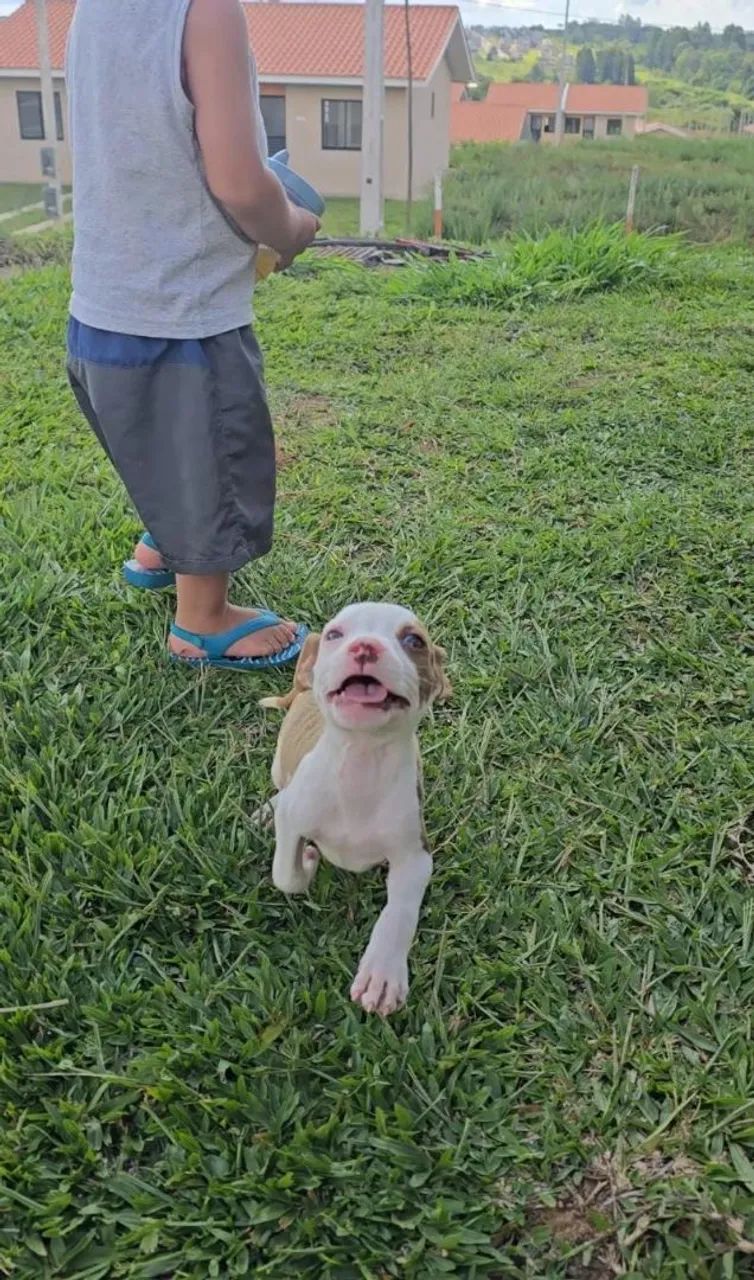 Filhotes de Pitbull - Foto 2