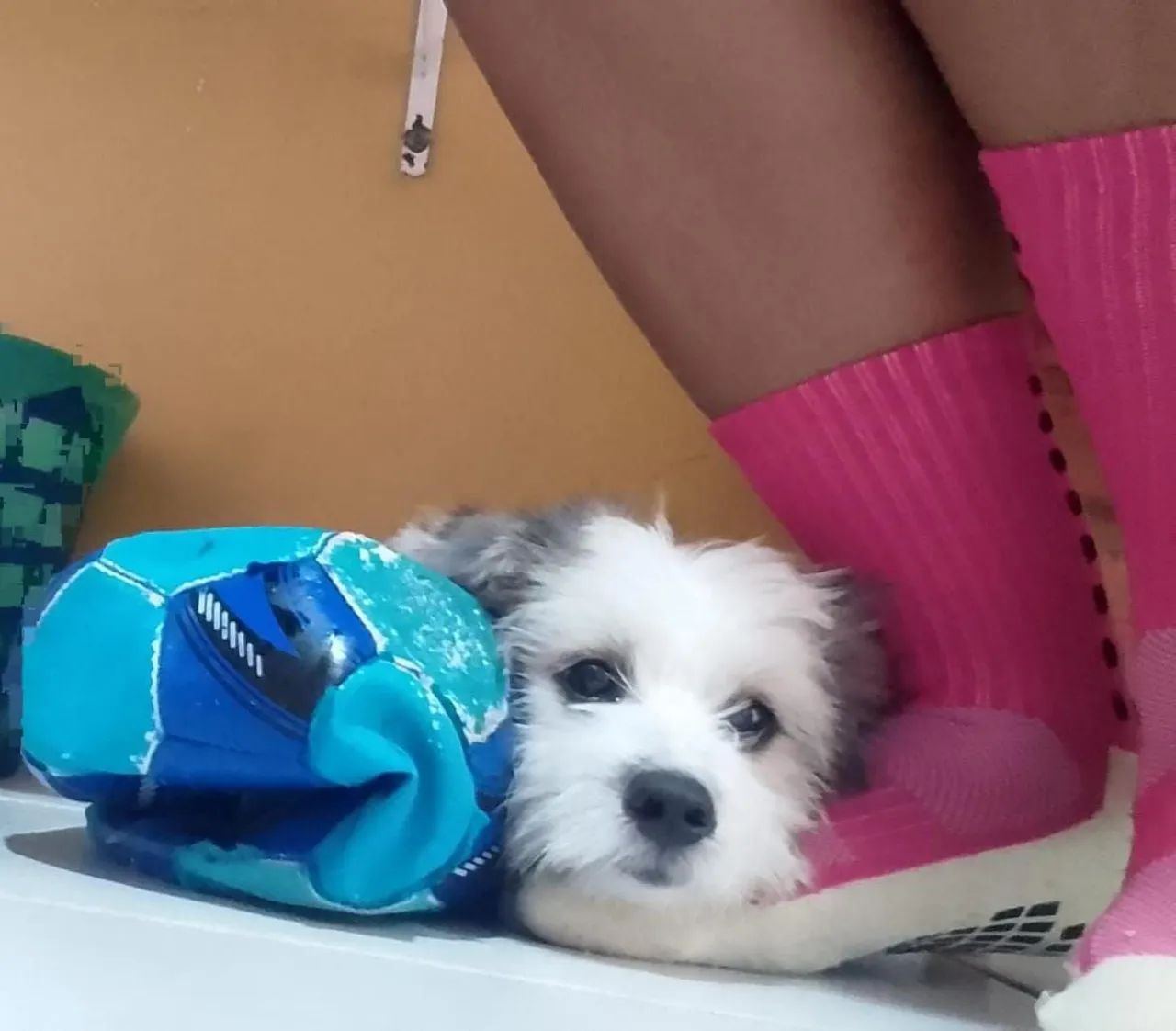 CACHORRO LHASA APSO ORIGINAL  - Foto 5