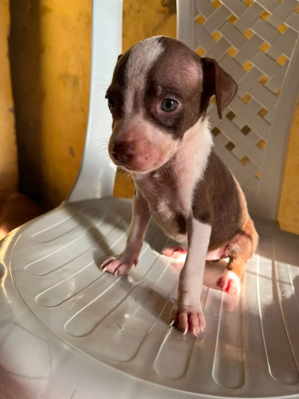 Filhotes de Pitbull  - Foto 5