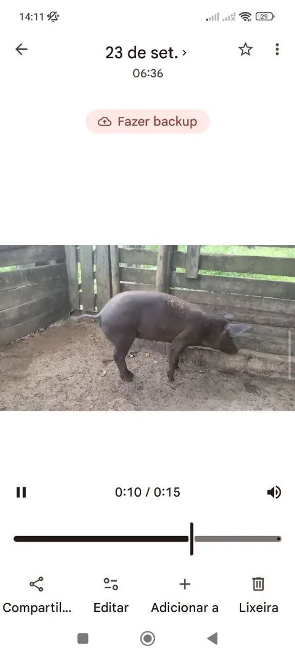 Porcos ? - Foto 3