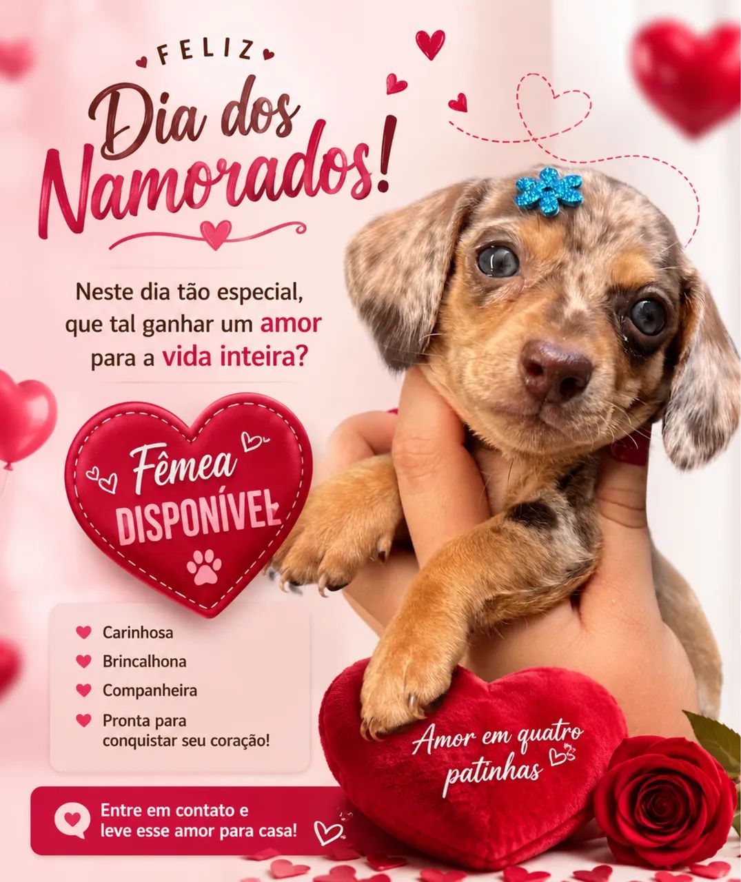 Dachshund Arlequim chocolate 