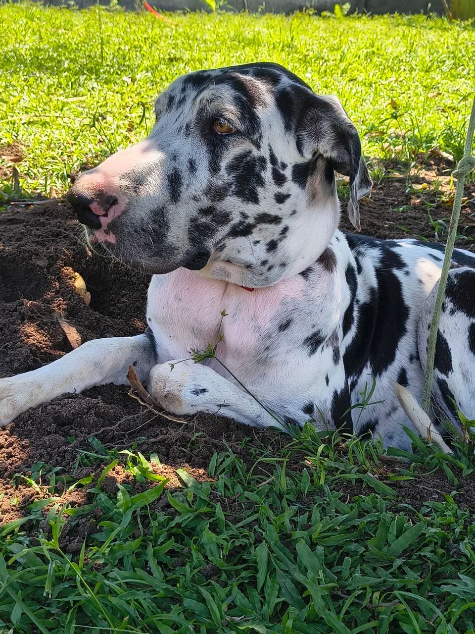 Dog alemão