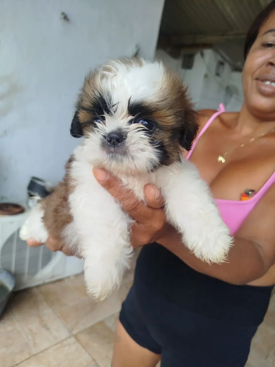Shitzu puro  - Foto 5