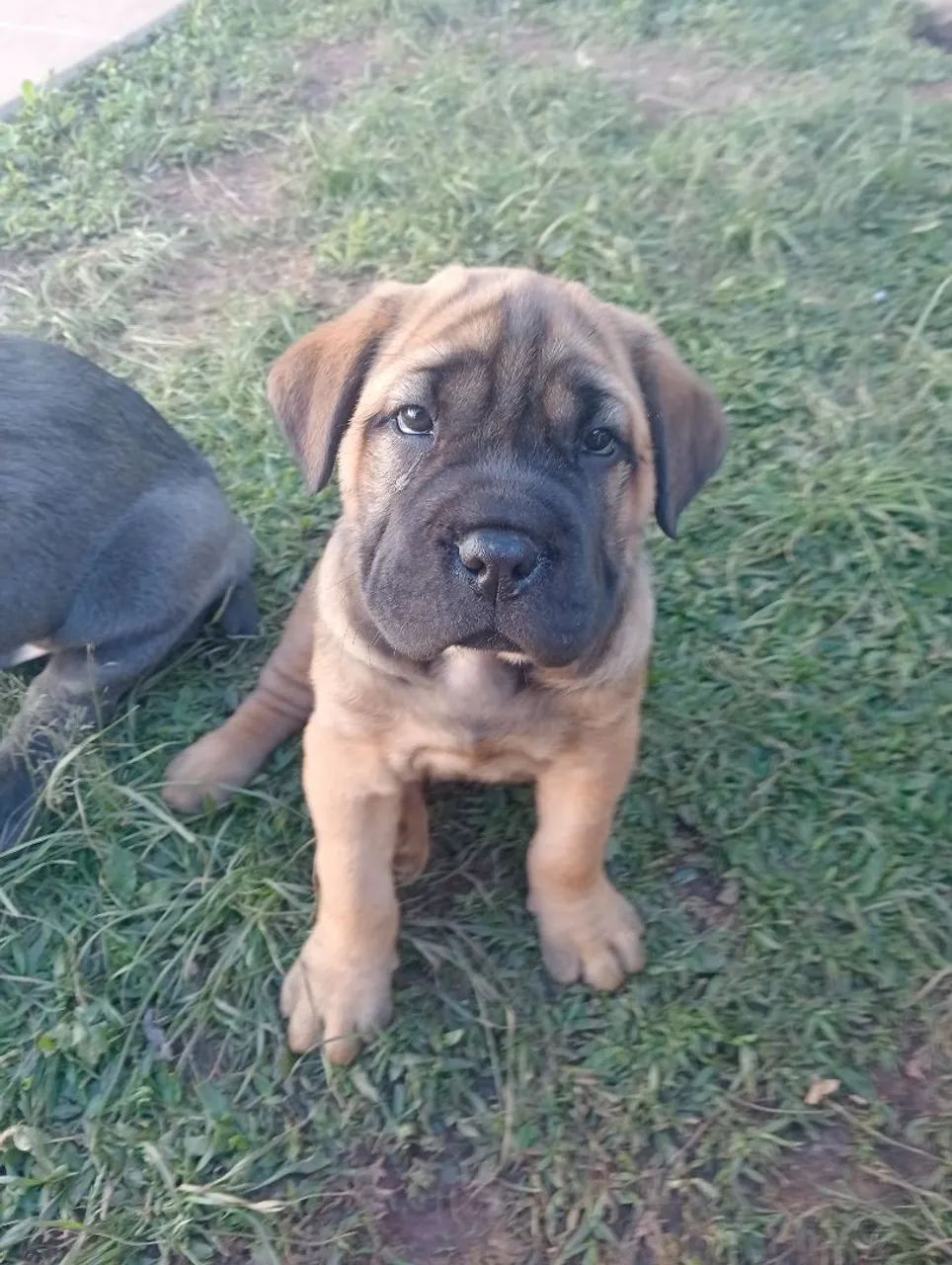 Cane corso macho  - Foto 4