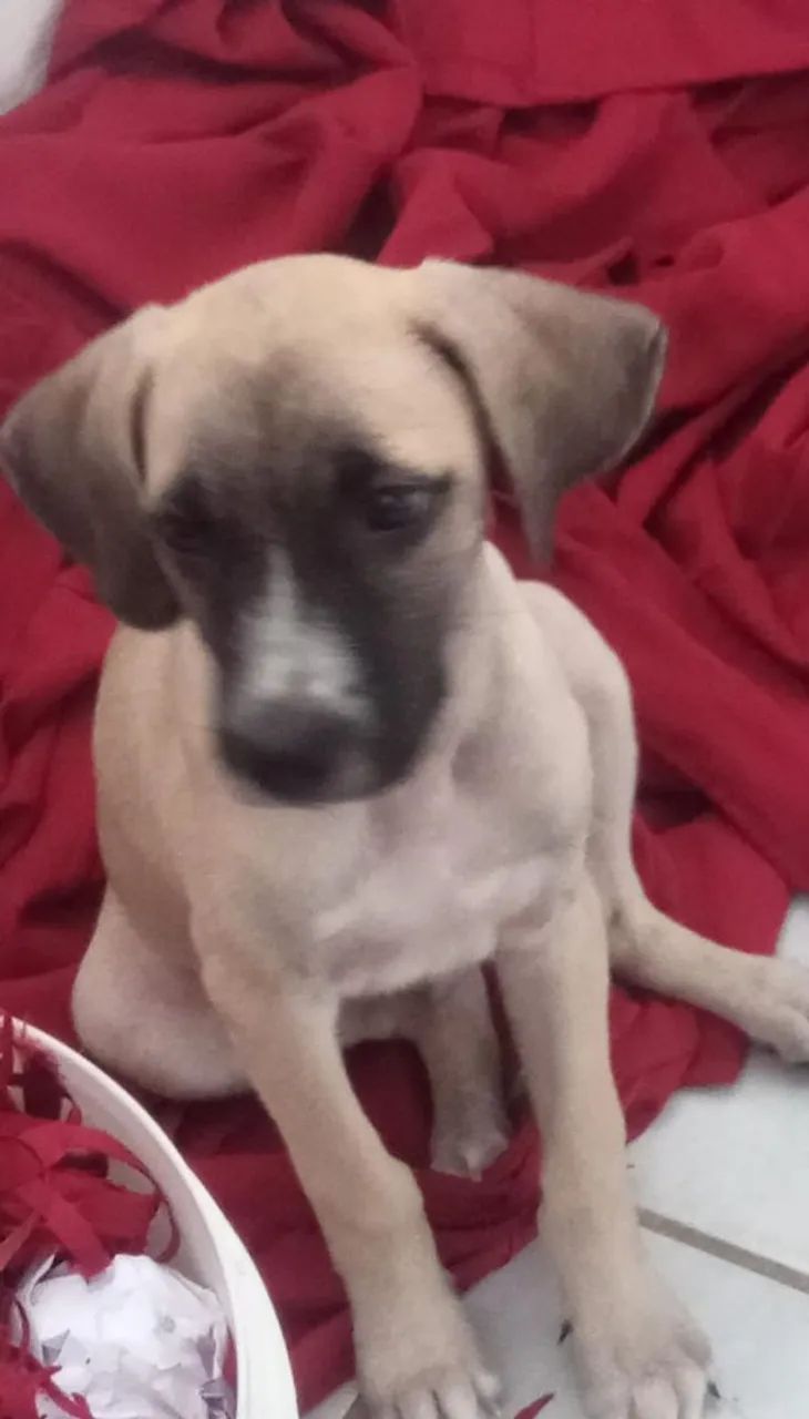 Doando cachorrinho  - Foto 2