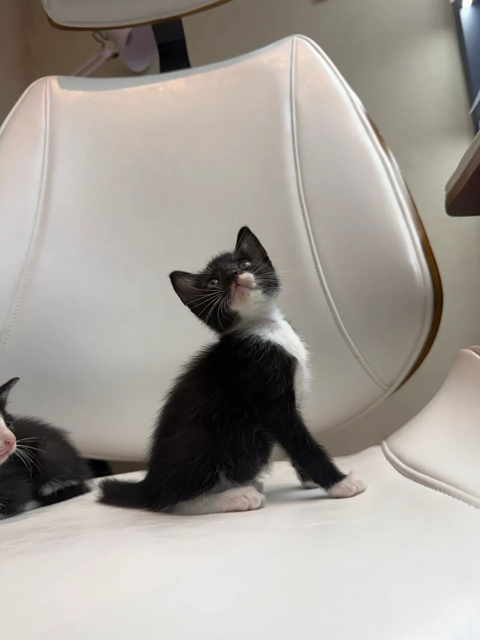 Gatinha pra adoção  - Foto 5