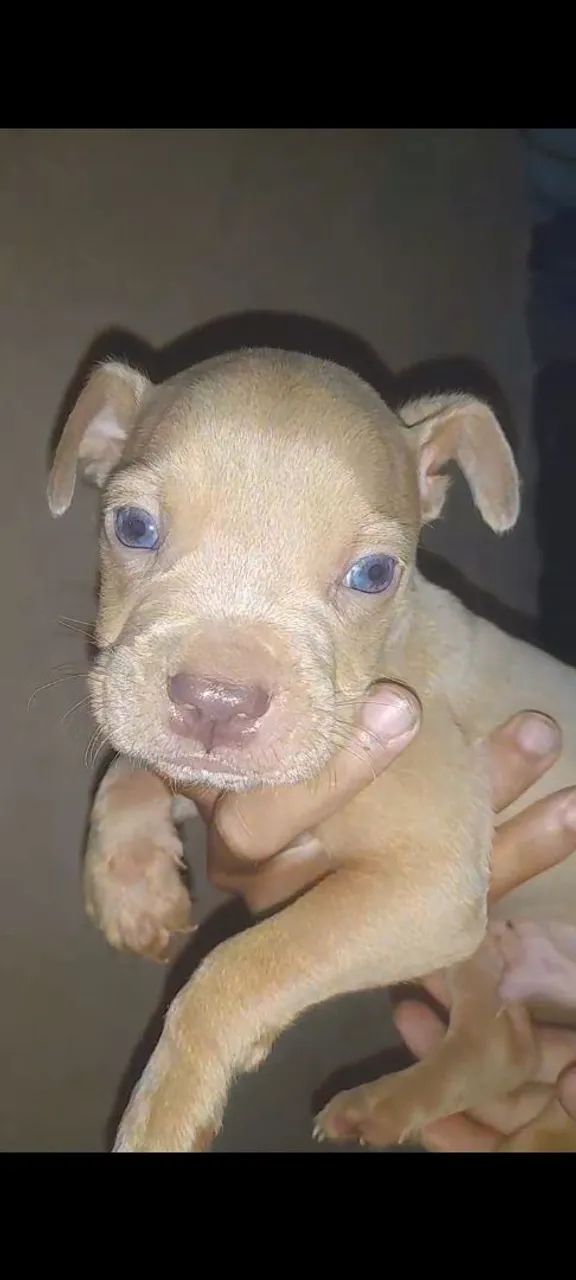 Pitbull  - Foto 3
