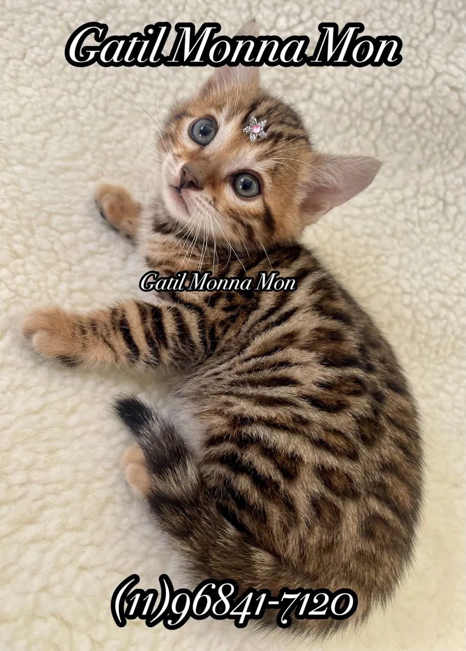 Bengal  - Foto 3