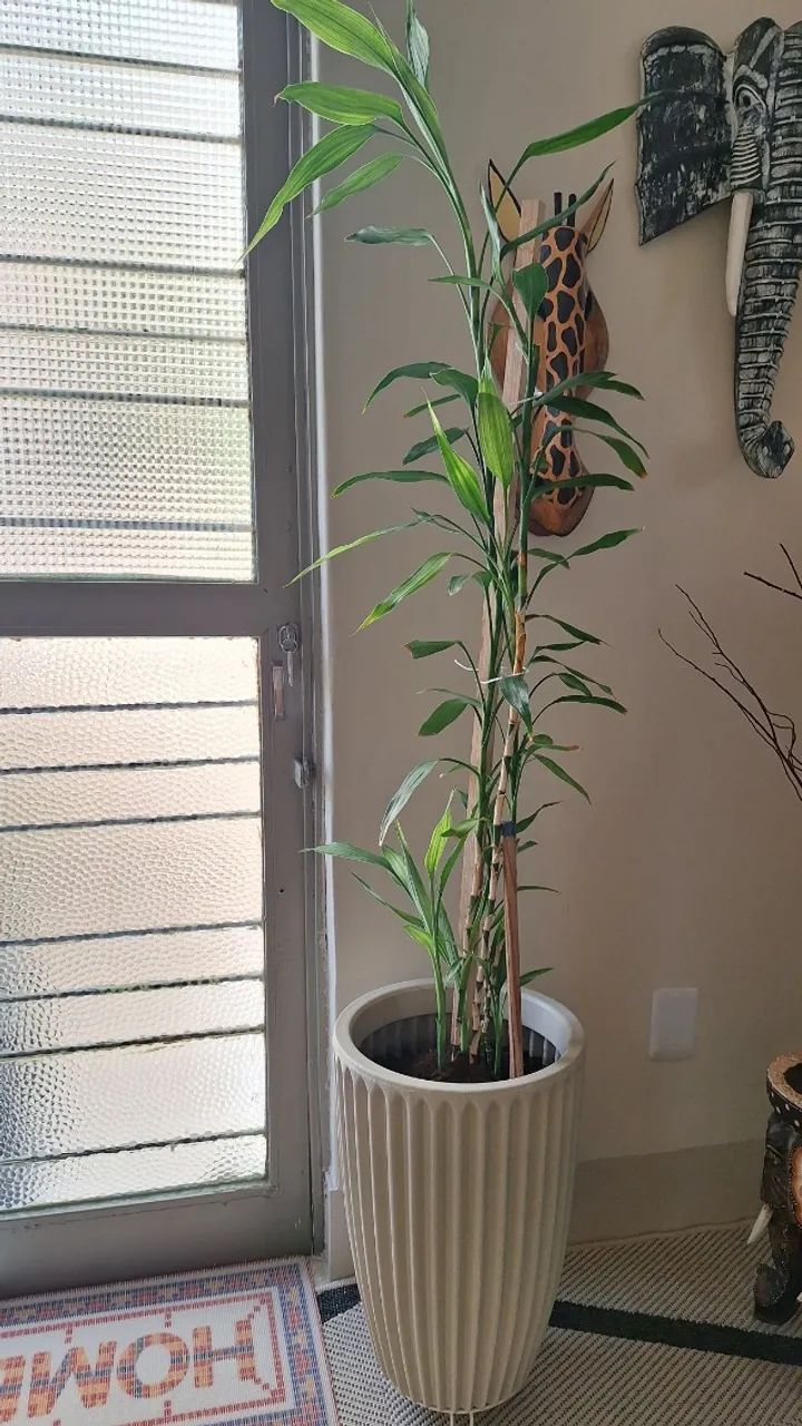 Vaso com planta Bambu da Sorte  - Foto 2