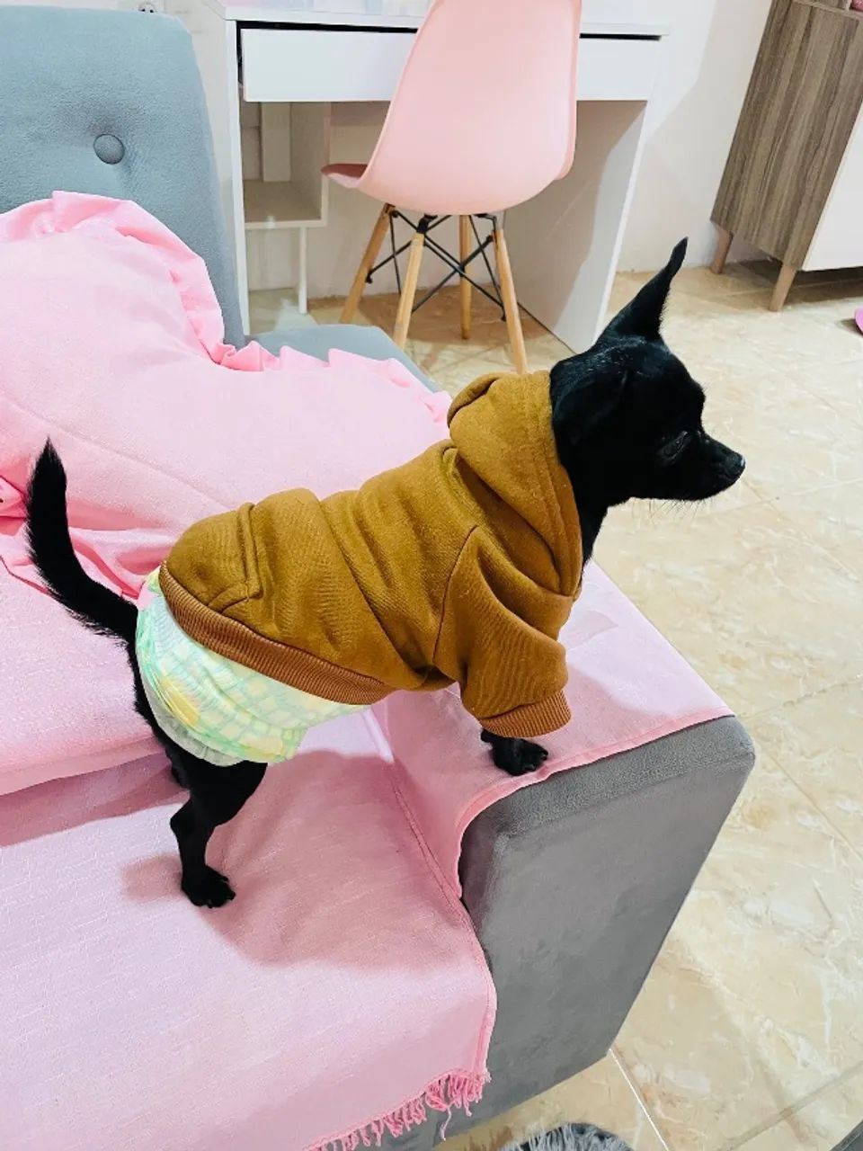 Pinscher 0 para cruzar  - Foto 4
