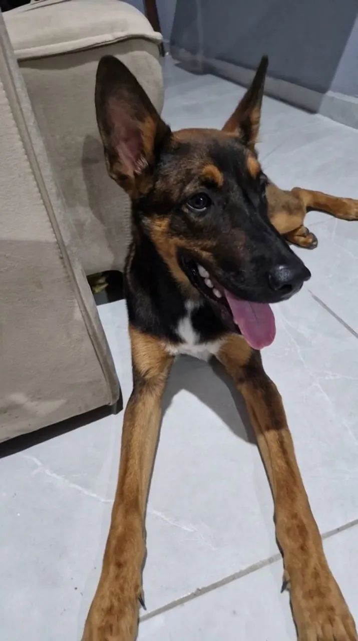  pastor alemão malinoá 6 meses - Foto 3
