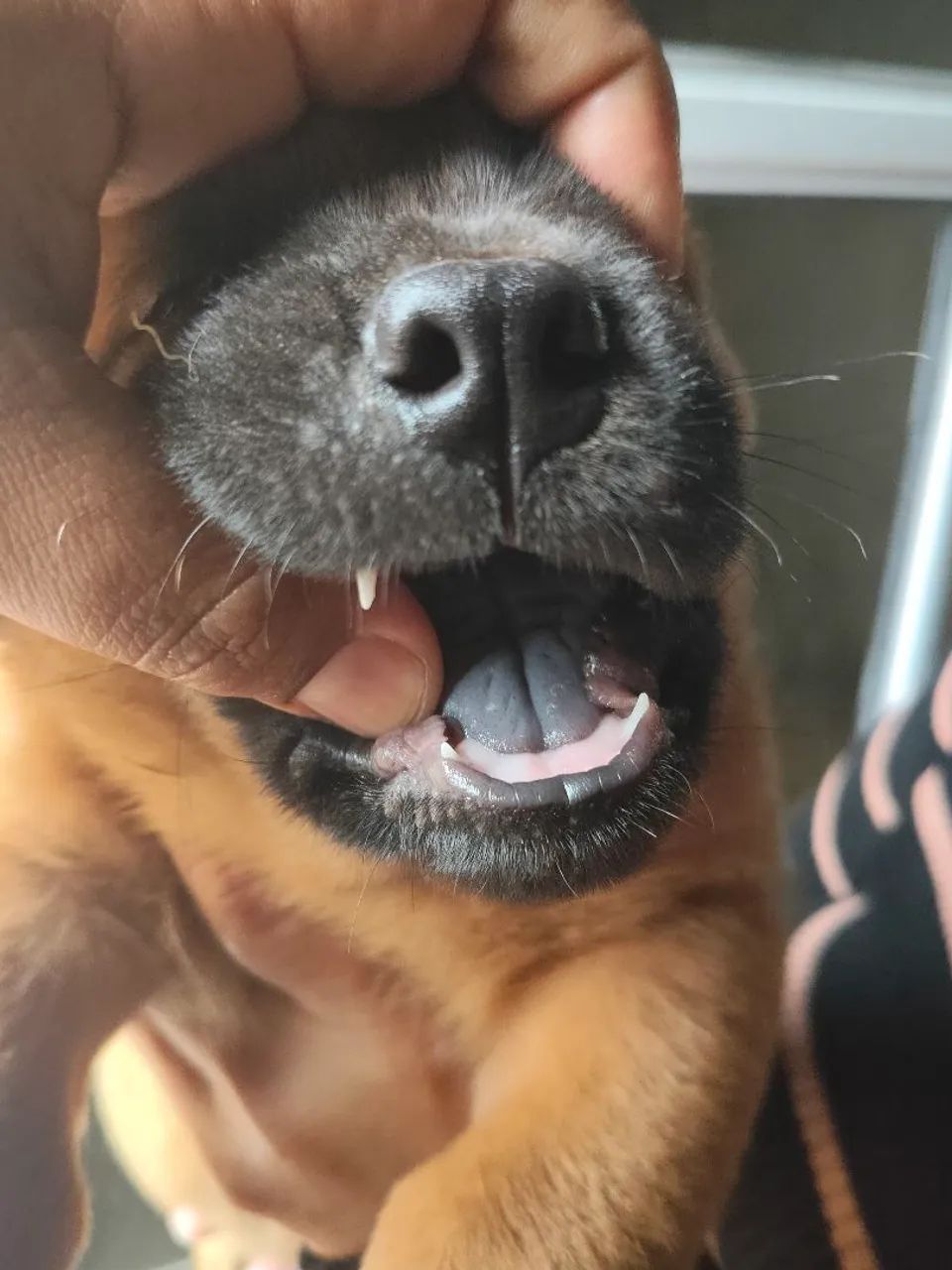 Chow Chow  - Foto 4