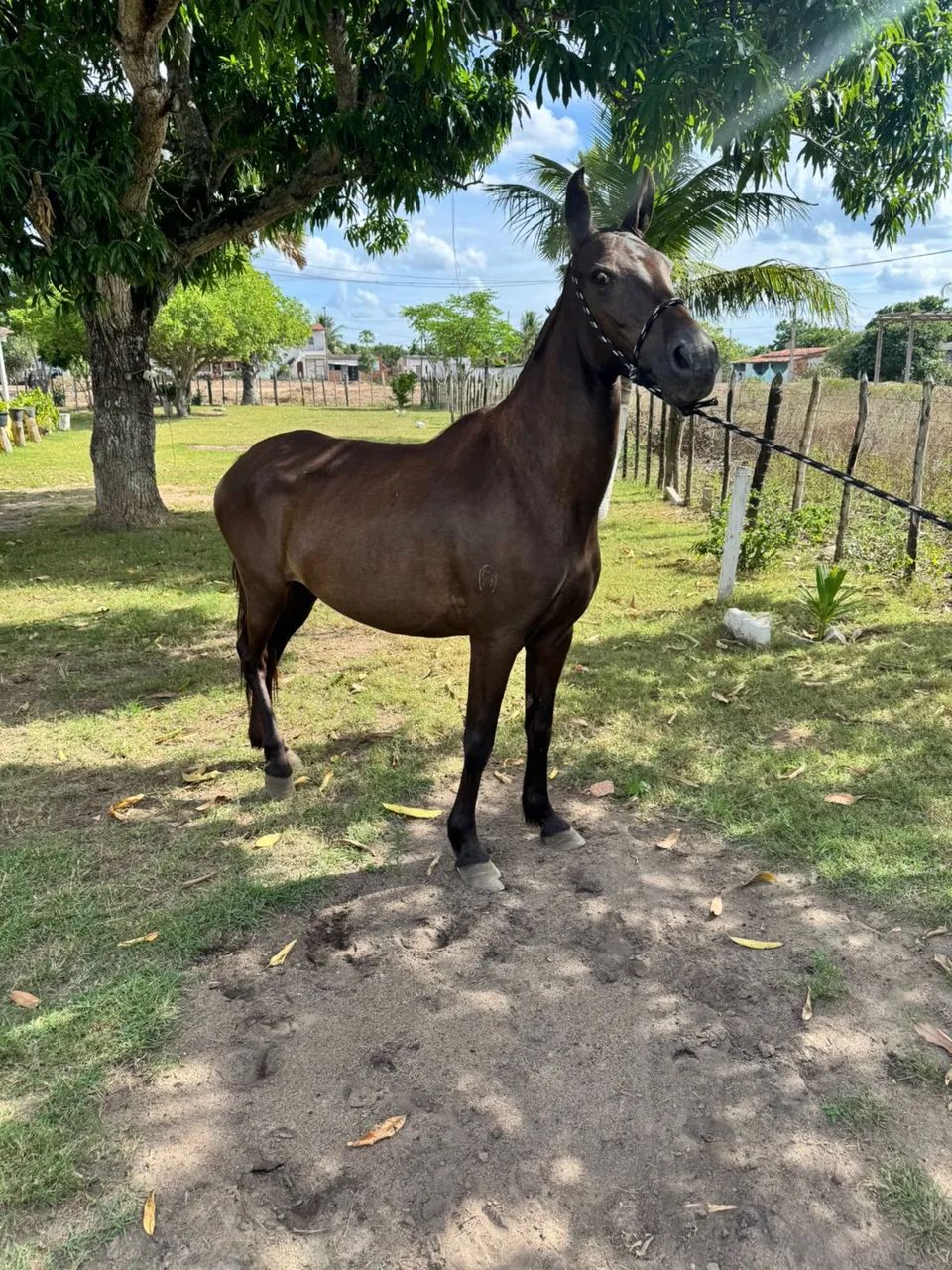 égua mangalarga registrada  - Foto 2